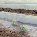 Clear plastic sheeting Over Plants