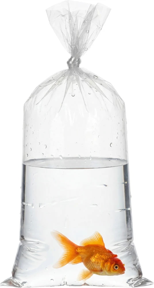 Pet Fish Being Transported in a 2 Mil 6 x 12 Poly Bags