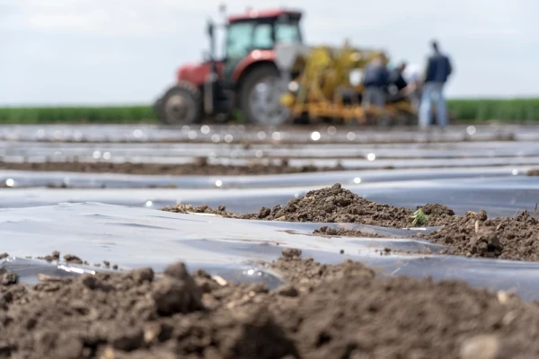 Black plastic sheeting being used for Agriculture Black plastic sheeting being used on Farm with Tractor
