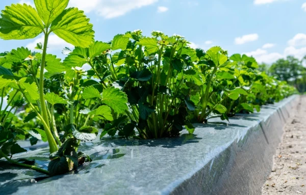 Black Plastic Sheeting with Strawberry Plants Black Plastic Sheeting with Strawberry Plants
