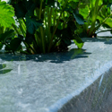 Black Plastic Sheeting with Strawberry Plants