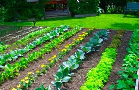 Lawn and Garden Packaging