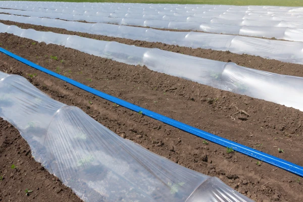 Natural-Plastic Sheeting on Rows of Plants Natural-Plastic Sheeting on Rows of Plants