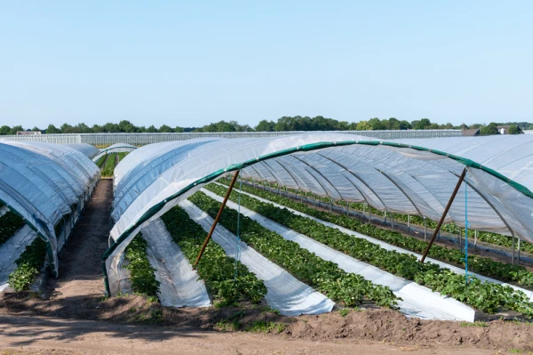 Clear Large Plastic Sheeting Covering Greenhouse Clear Large Plastic Sheeting Covering Greenhouse