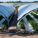 Clear Large Plastic Sheeting Covering Greenhouse