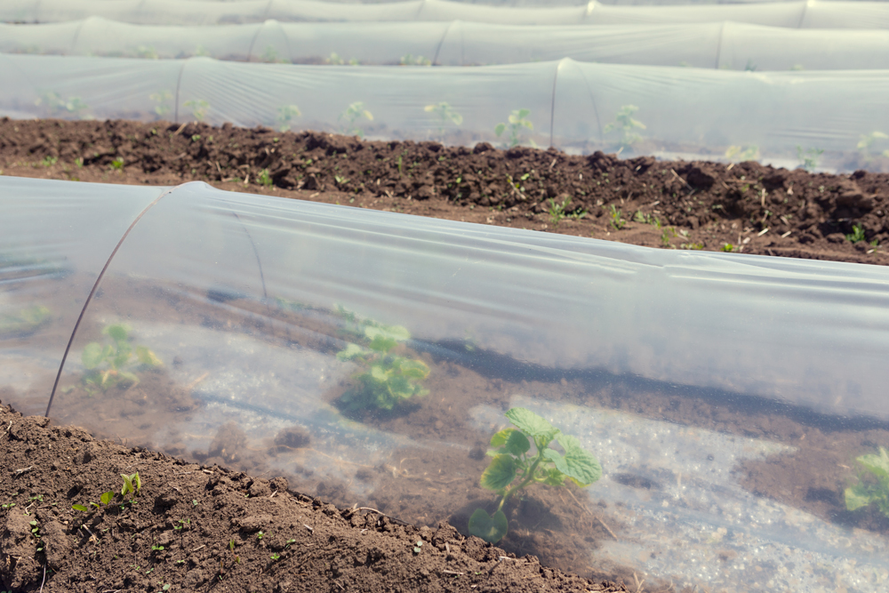 Clear plastic sheeting Over Plants