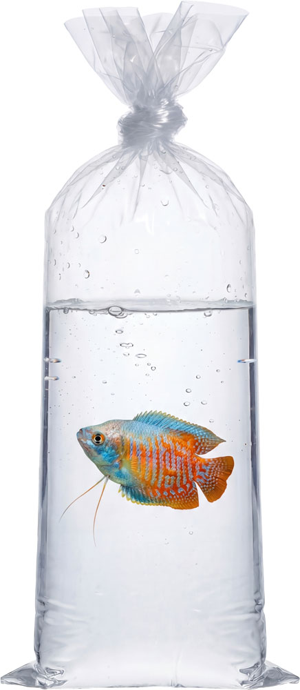 Transporting a Pet Fish in a 2 Mil 10