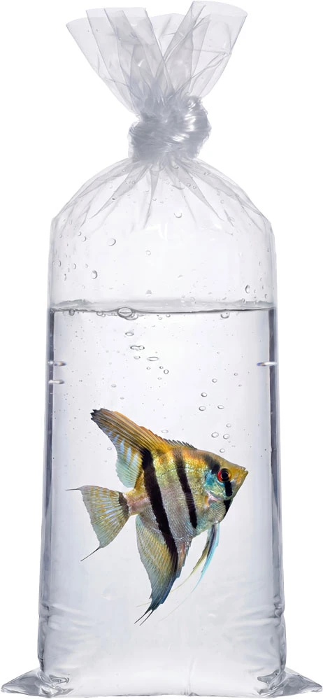 Pet Fish Being Transported in a 2 Mil 10 x 24 Poly Bags