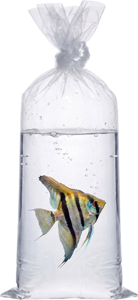 Pet Fish Being Transported in a 2 Mil 10 x 24 Poly Bags