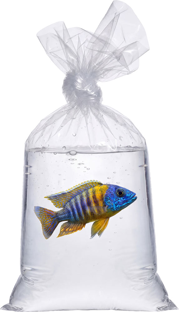 Pet Fish Being Transported in a 2 Mil 12 x 18 Poly Bags