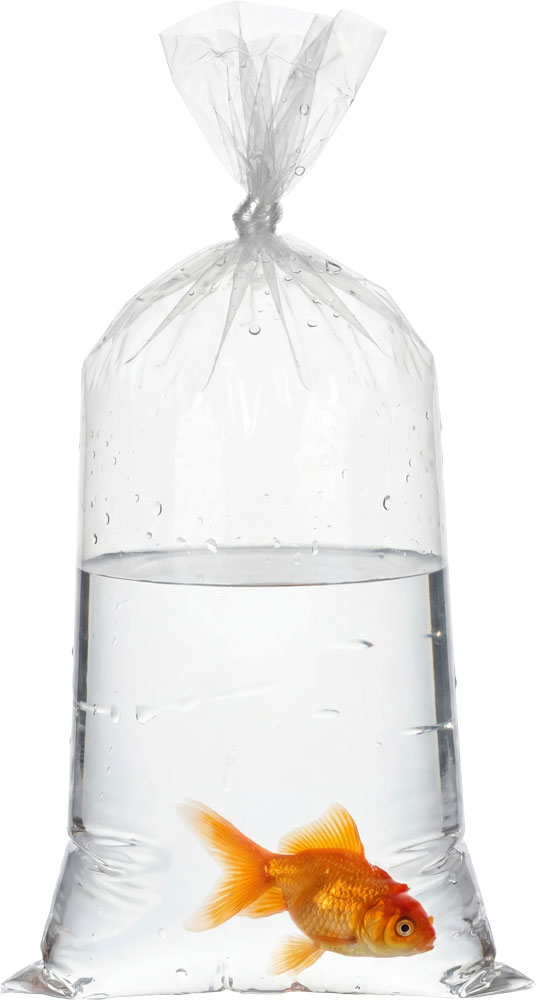 Pet Fish Being Transported in a 2 Mil 6 x 12 Poly Bags