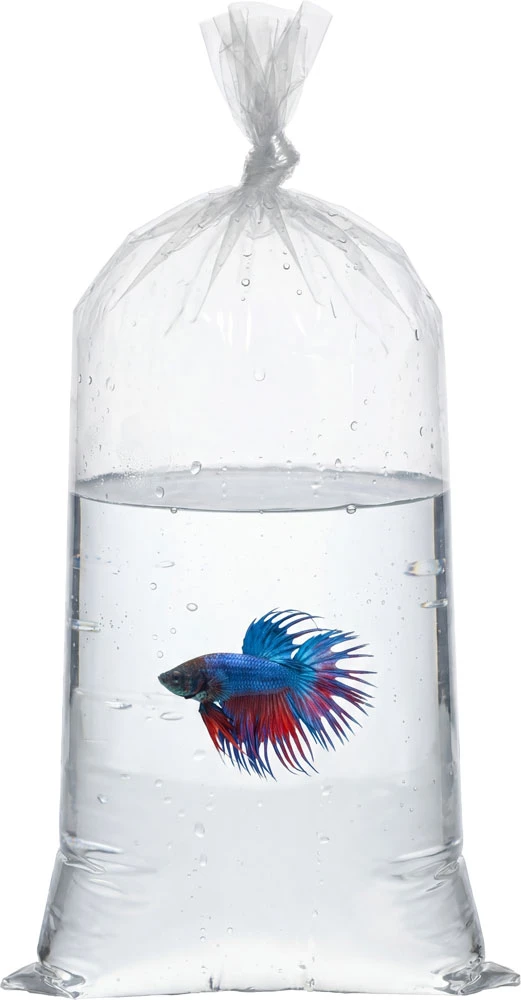 Transporting a pet fish in a 2 Mil 8 x 15 Poly Bags