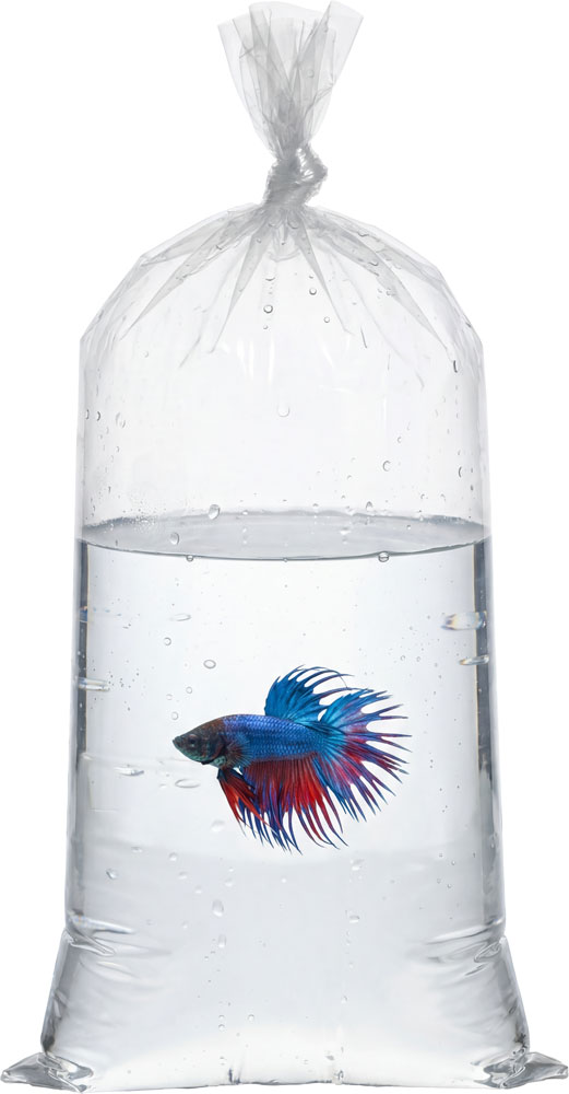 Transporting a pet fish in a 2 Mil 8 x 15 Poly Bags
